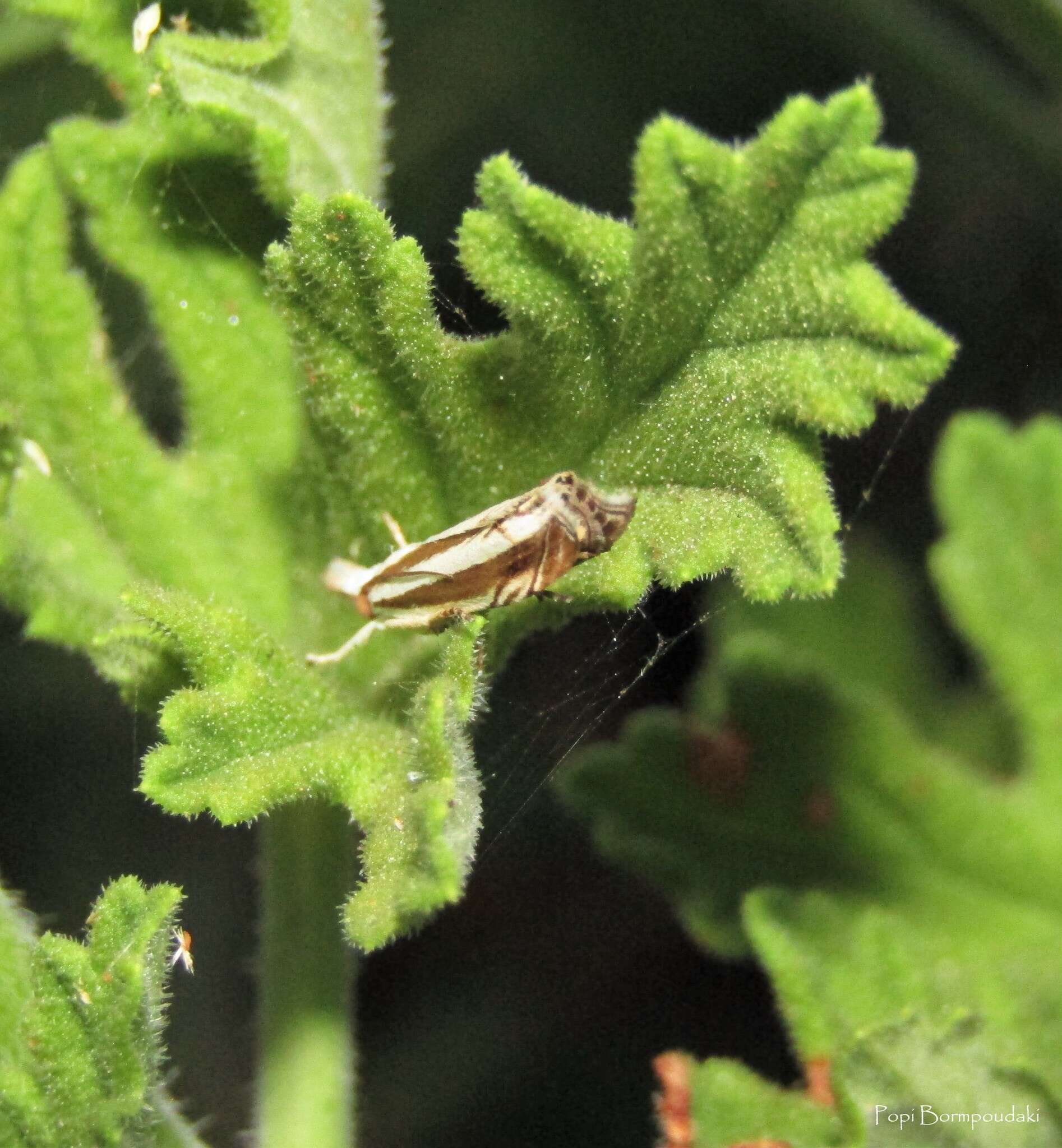 Imagem de Mesocrambus candiellus Herrich-Schäffer 1848