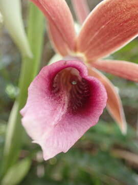 Image de Phaius tankervilleae (Banks) Blume