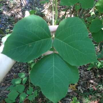 Image of kudzu