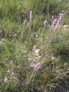 Слика од Liatris punctata var. mucronata (DC.) B. L. Turner