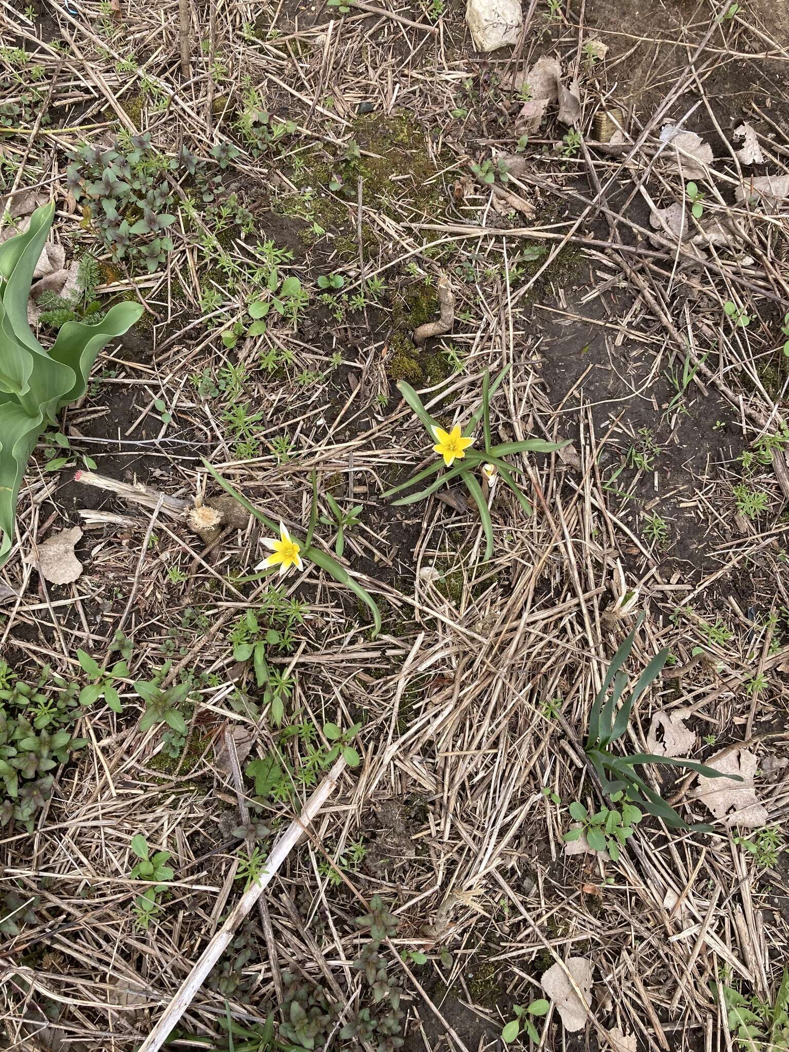 Image of Tulipa urumiensis Stapf