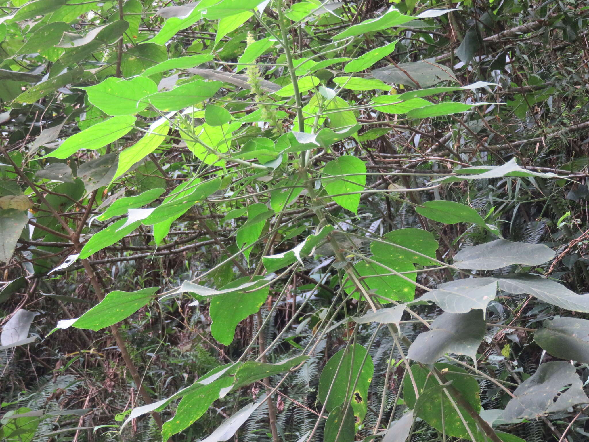 Image of Acalypha stachyura Pax