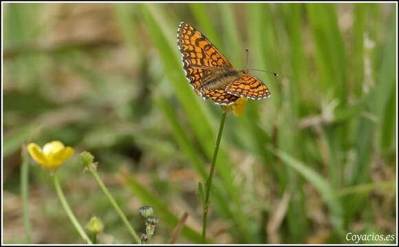 Imagem de <i>Melitaea parthenoides</i>