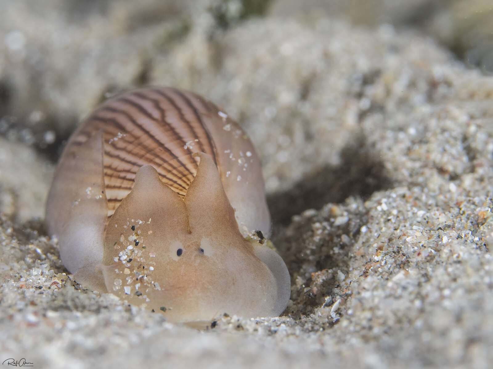 Image of white Pacific glassy-bubble