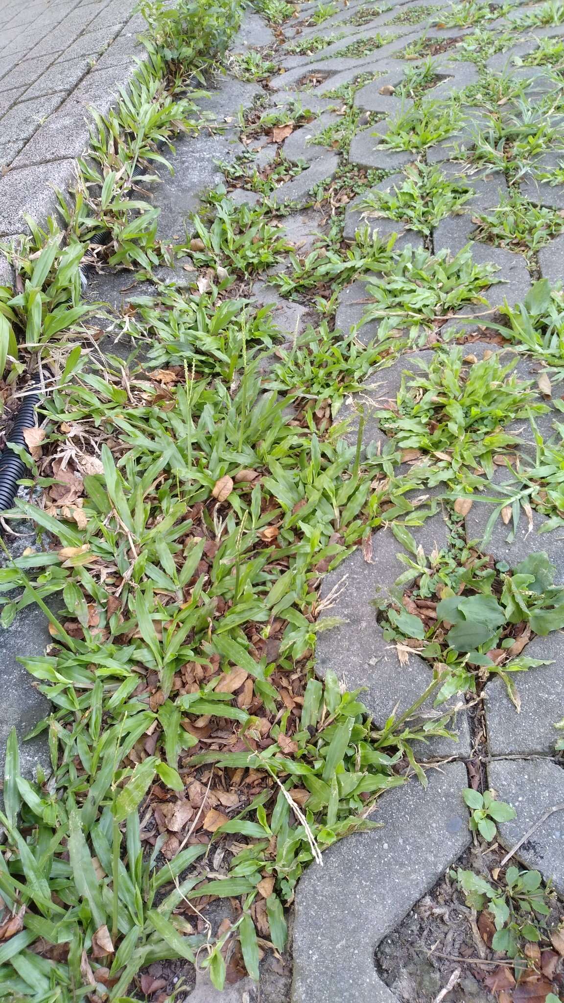 Image of broadleaf carpetgrass