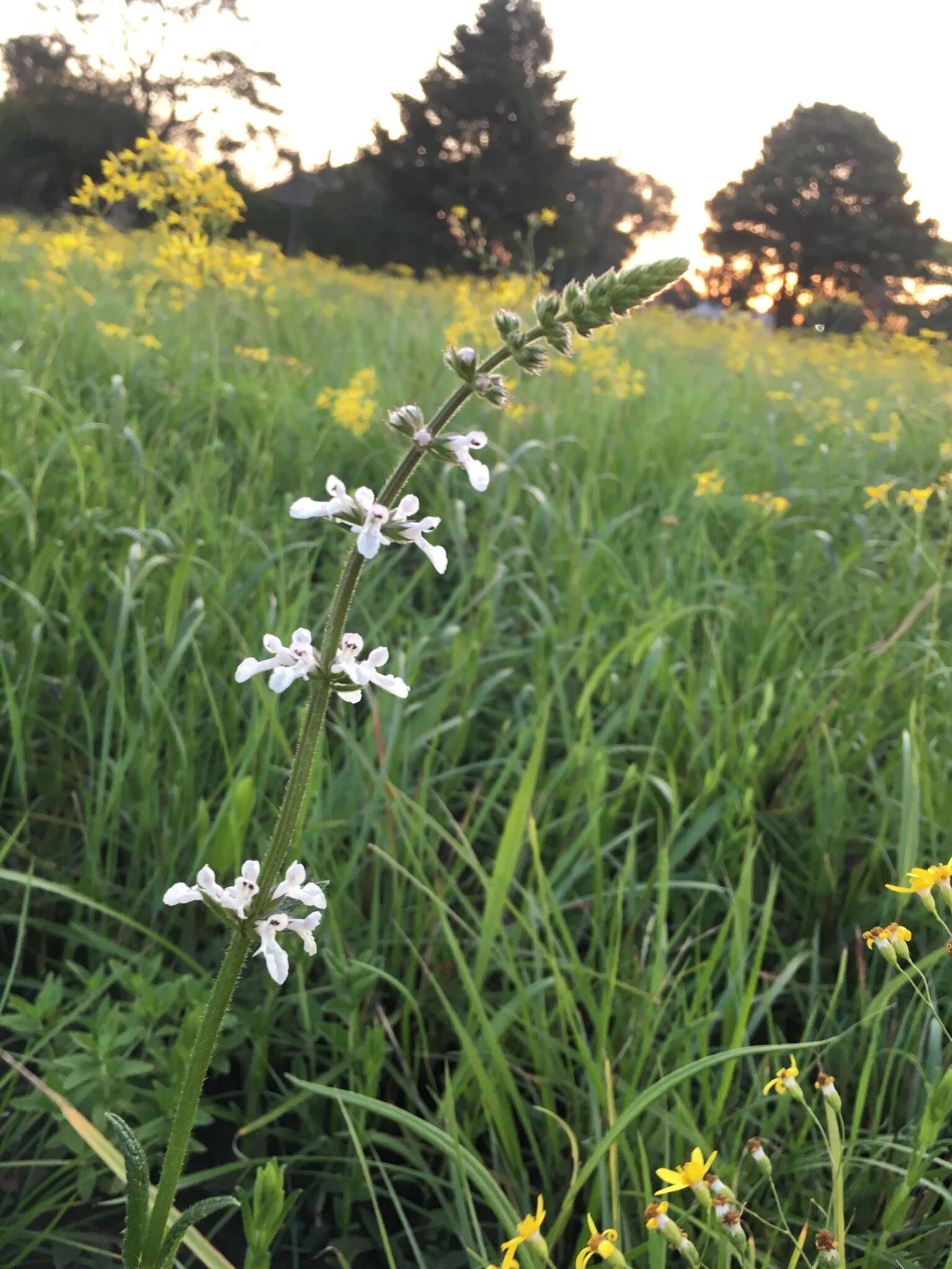 Image of Stachys nigricans Benth.