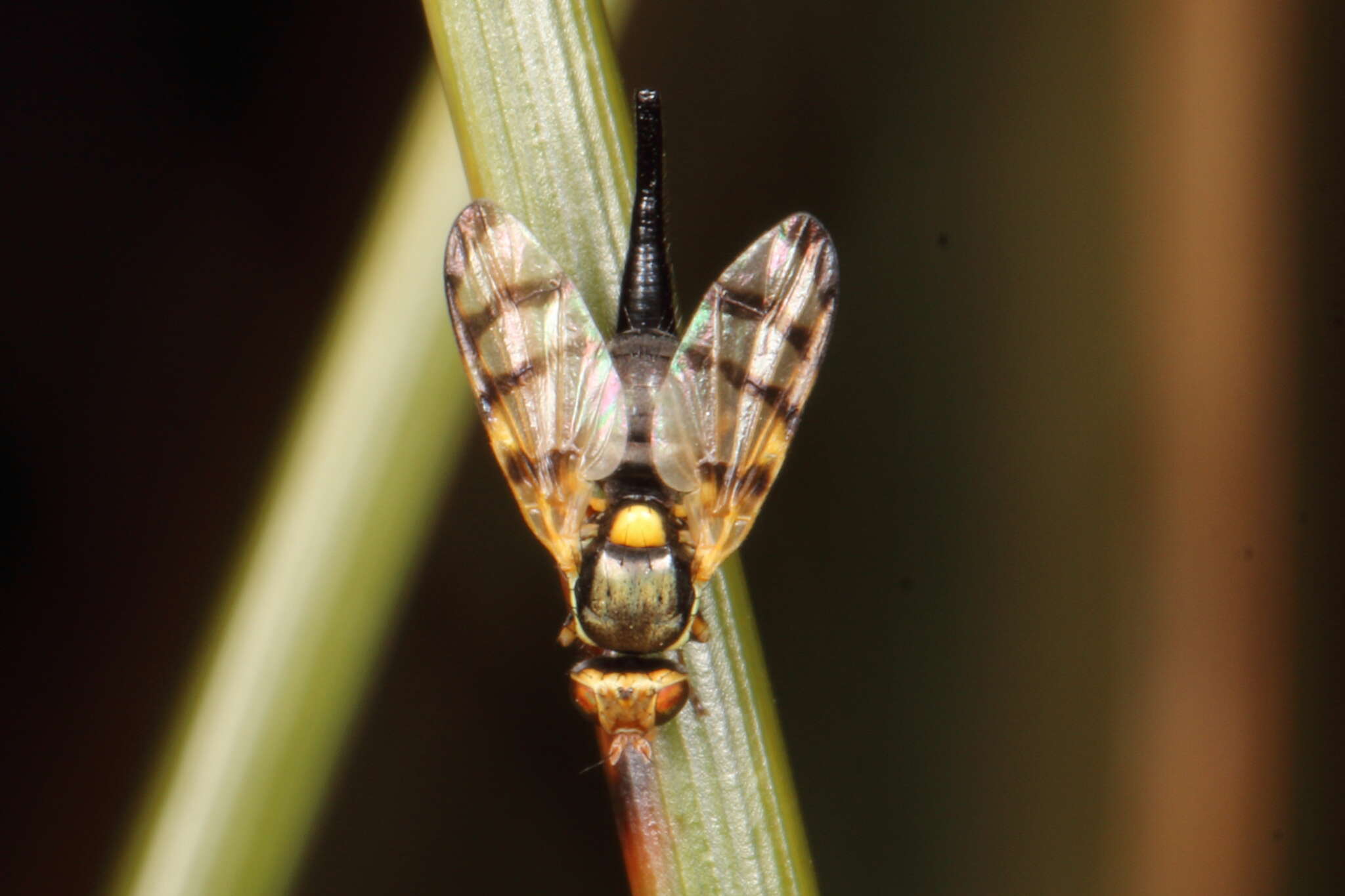 Image of Urophora solstitialis (Linnaeus 1758)