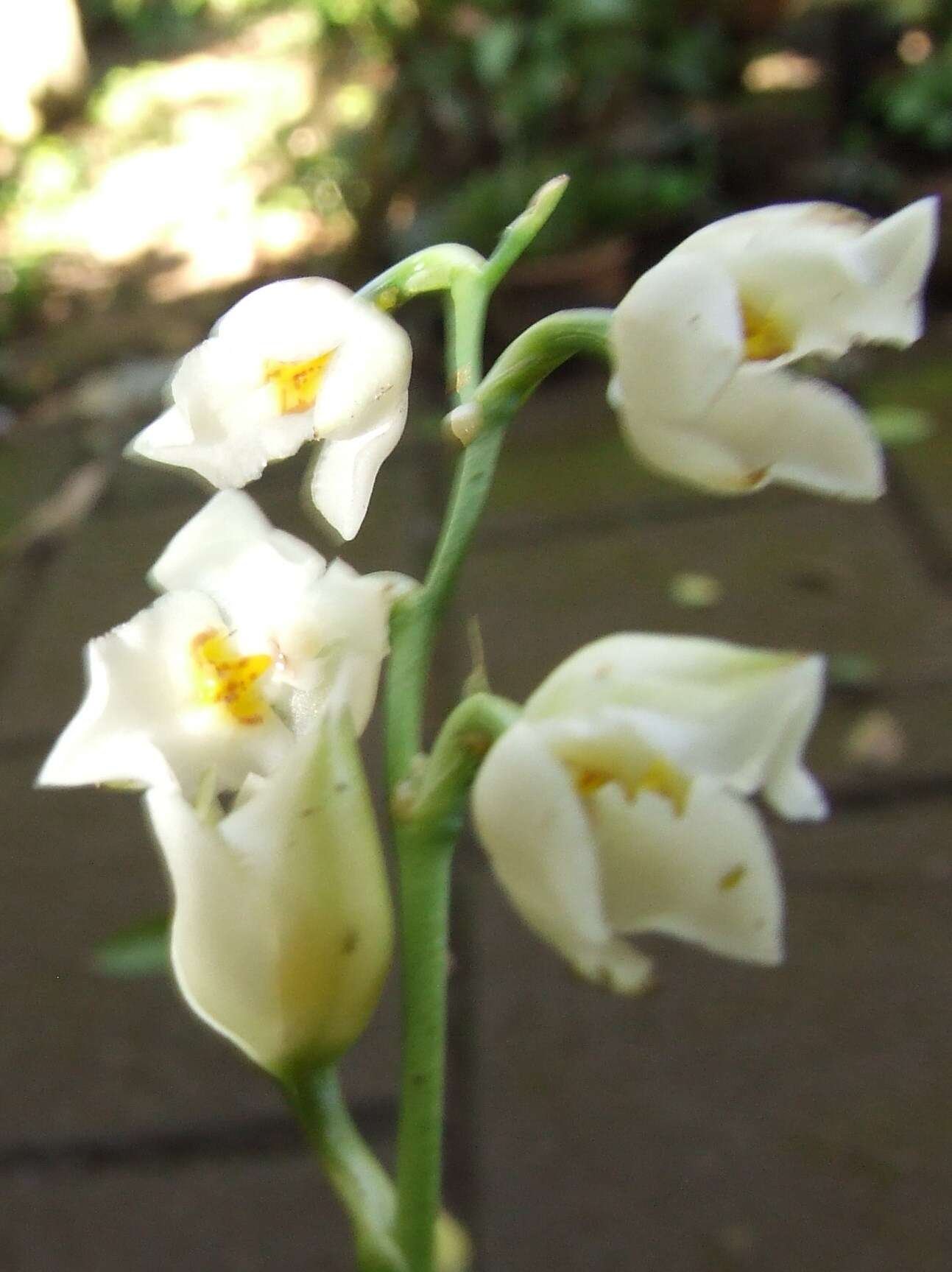 Image of Cuitlauzina egertonii (Lindl.) Dressler & N. H. Williams