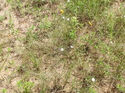 Image de Thelesperma flavodiscum (Shinners) B. L. Turner