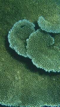 Image of Brush Coral