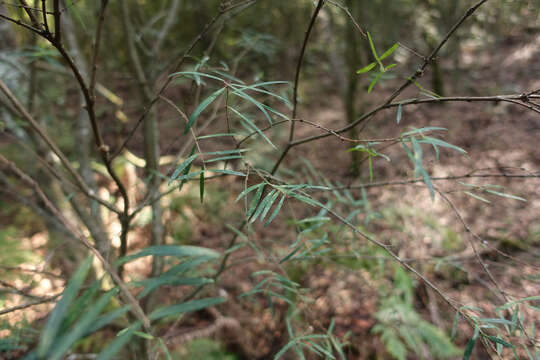 Image of Pimelea axiflora F. Müll.