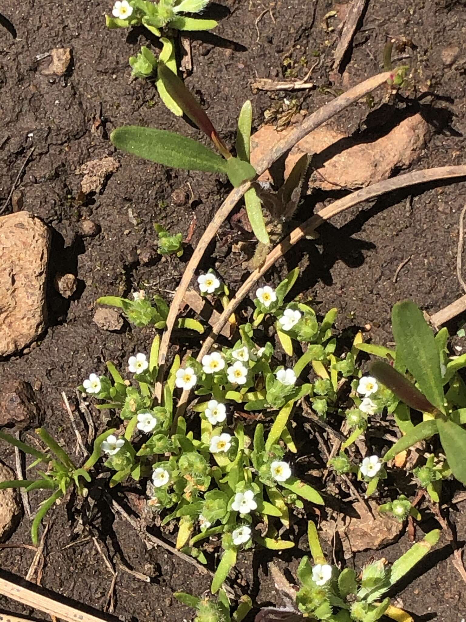 Plancia ëd Plagiobothrys scouleri (Hook. & Arn.) I. M. Johnst.