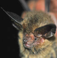 Image of Big-eared Brown Bats