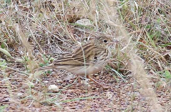 Image of Short-tailed Pipit