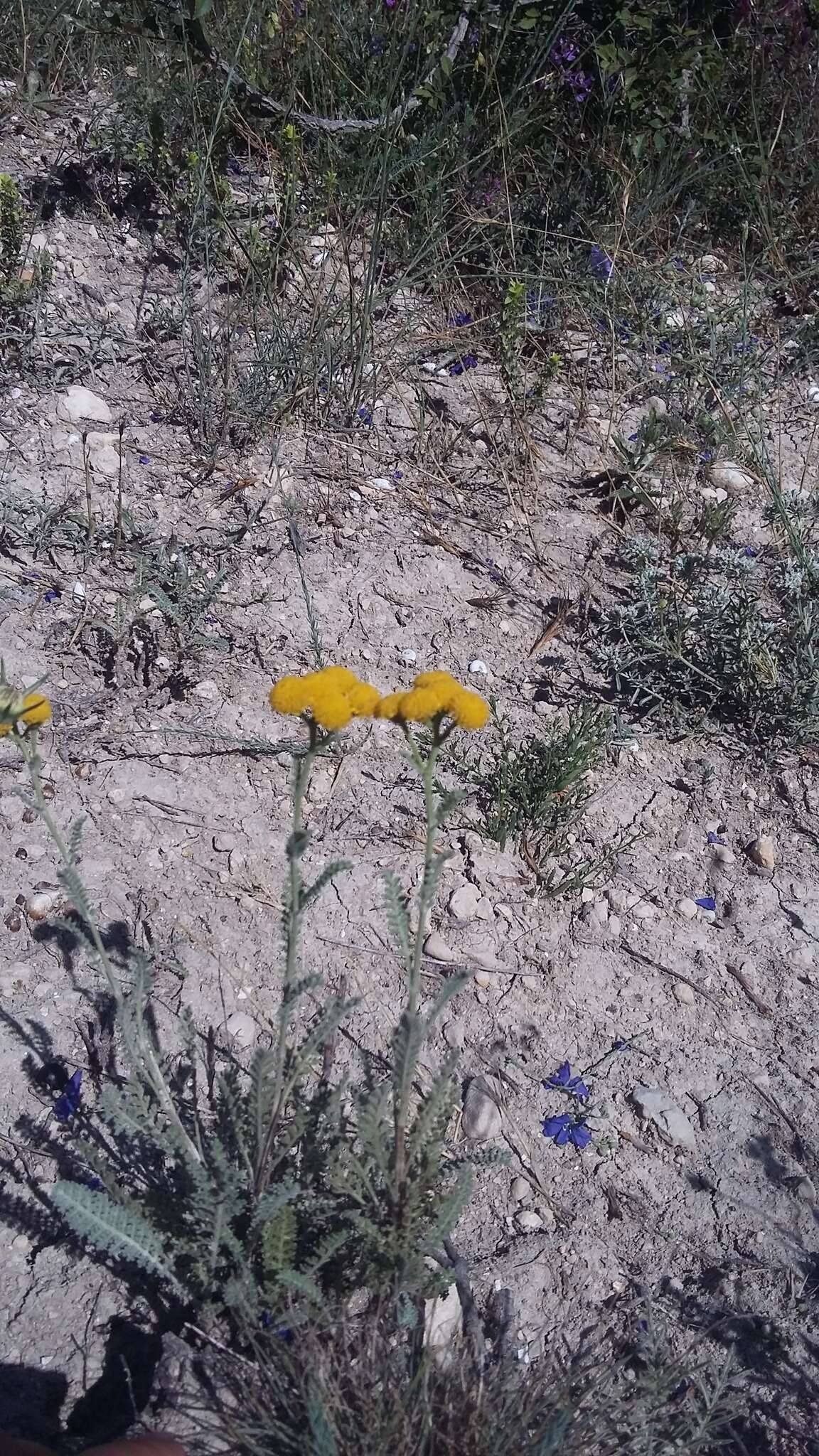 Image of Tanacetum millefolium (L.) Tzvel.