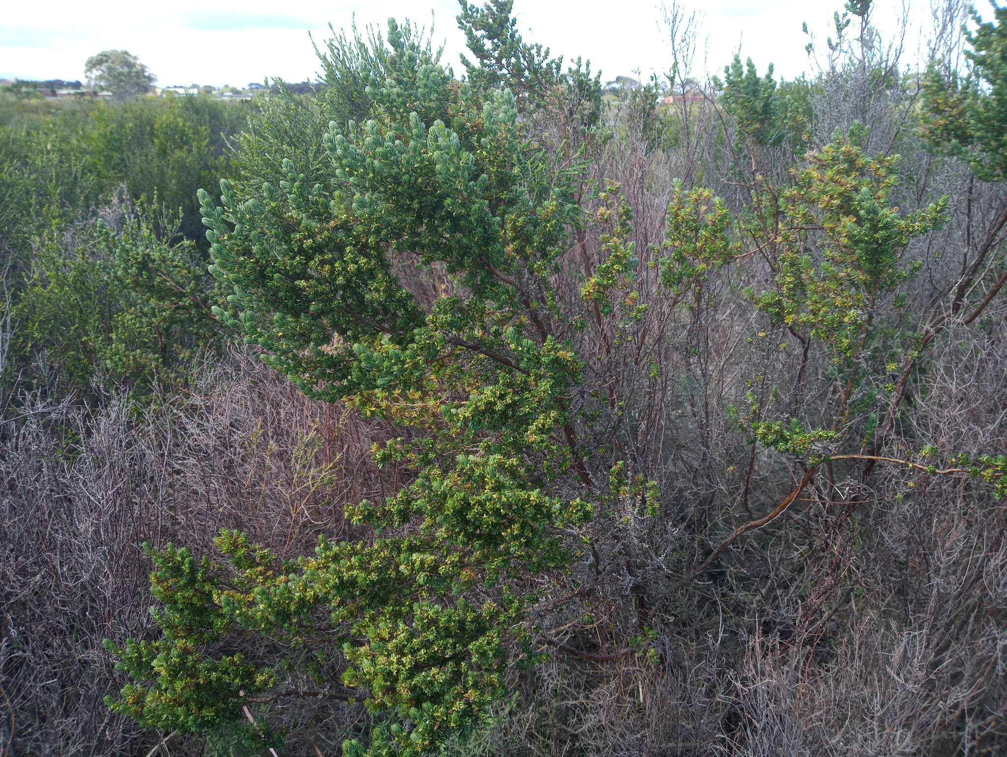 <i>Cliffortia <i>polygonifolia</i></i> var. polygonifolia resmi