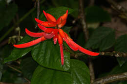 Image of Erythrina gibbosa Cufod.