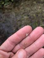 Image of Fringed Bladderwort