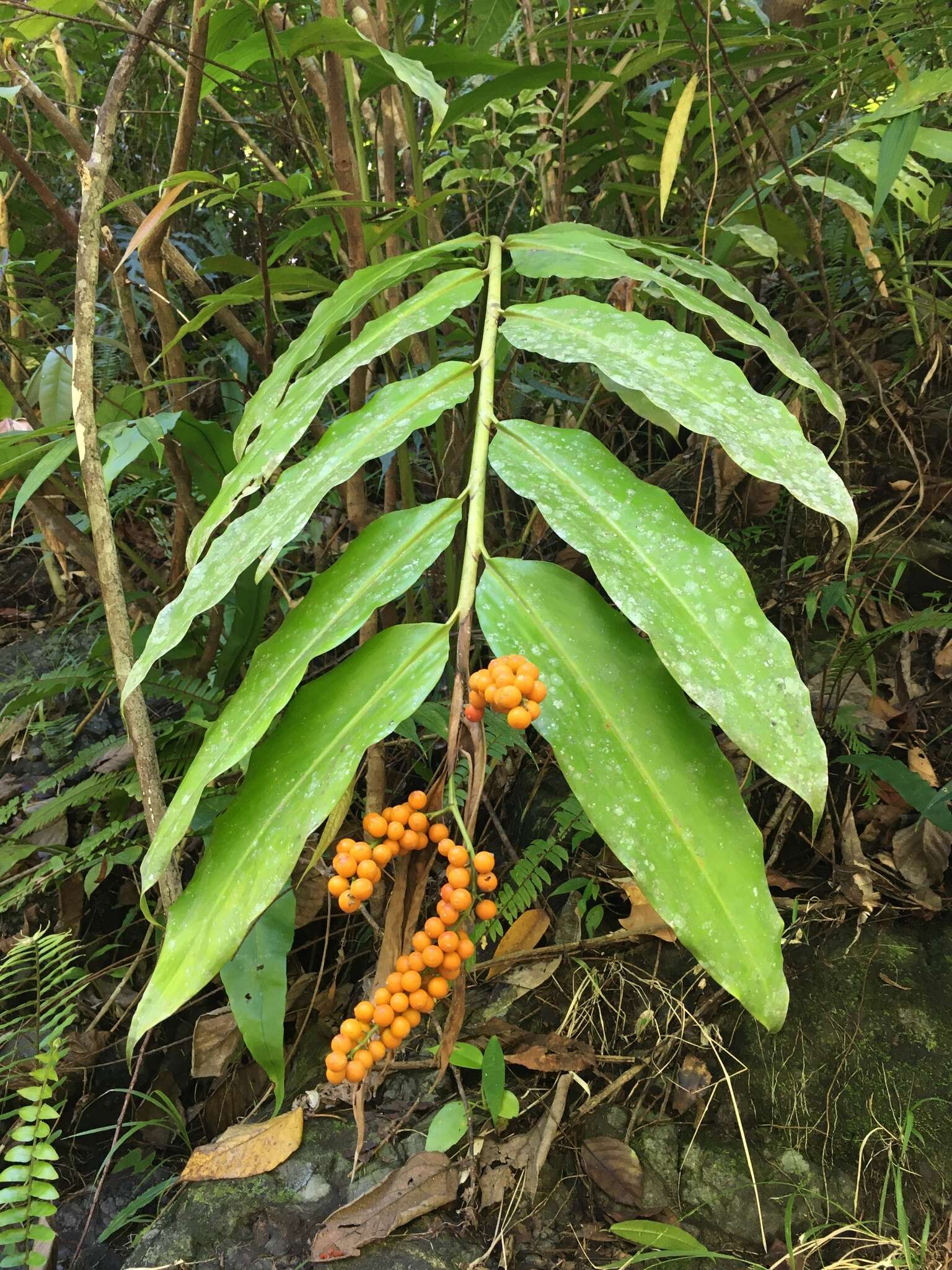 Image of Alpinia flabellata Ridl.