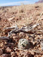 Image of Brady's Hedgehog Cactus