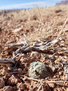 Image of Brady's Hedgehog Cactus