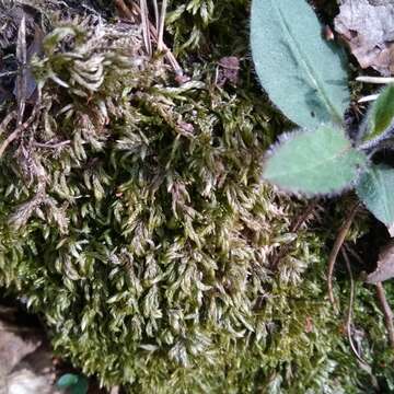 Image of larger mouse-tail moss