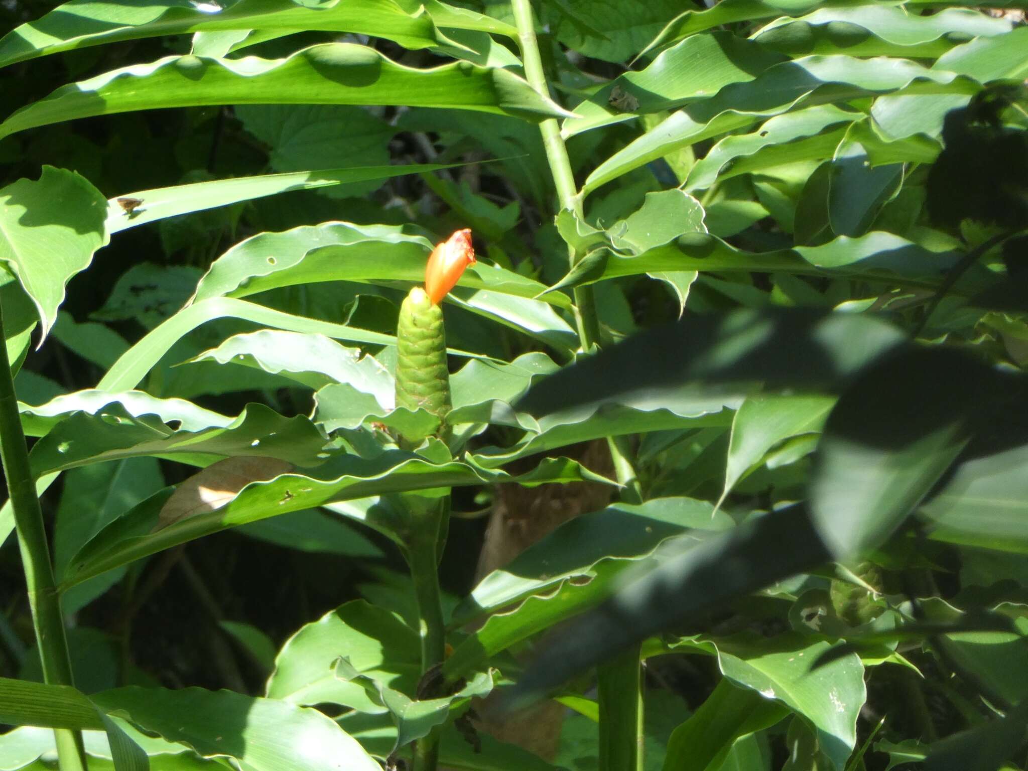 Image of Costus pictus D. Don