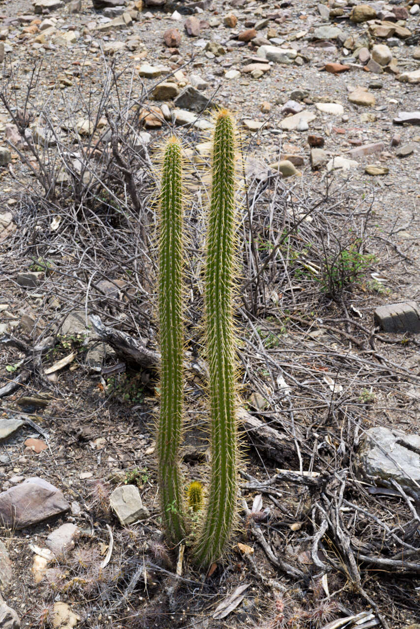 Imagem de Cleistocactus tominensis subsp. micropetalus (F. Ritter) Mottram