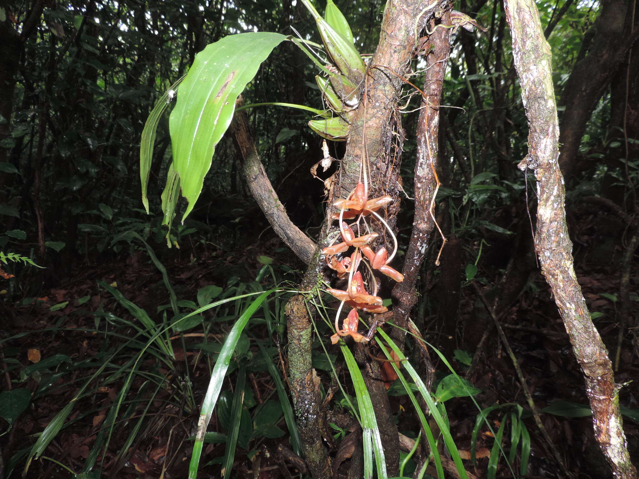 Image of Gongora galeata (Lindl. ex Bosse) Rchb. fil.