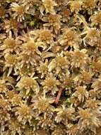 Imagem de Sphagnum quinquefarium Warnstorf 1886