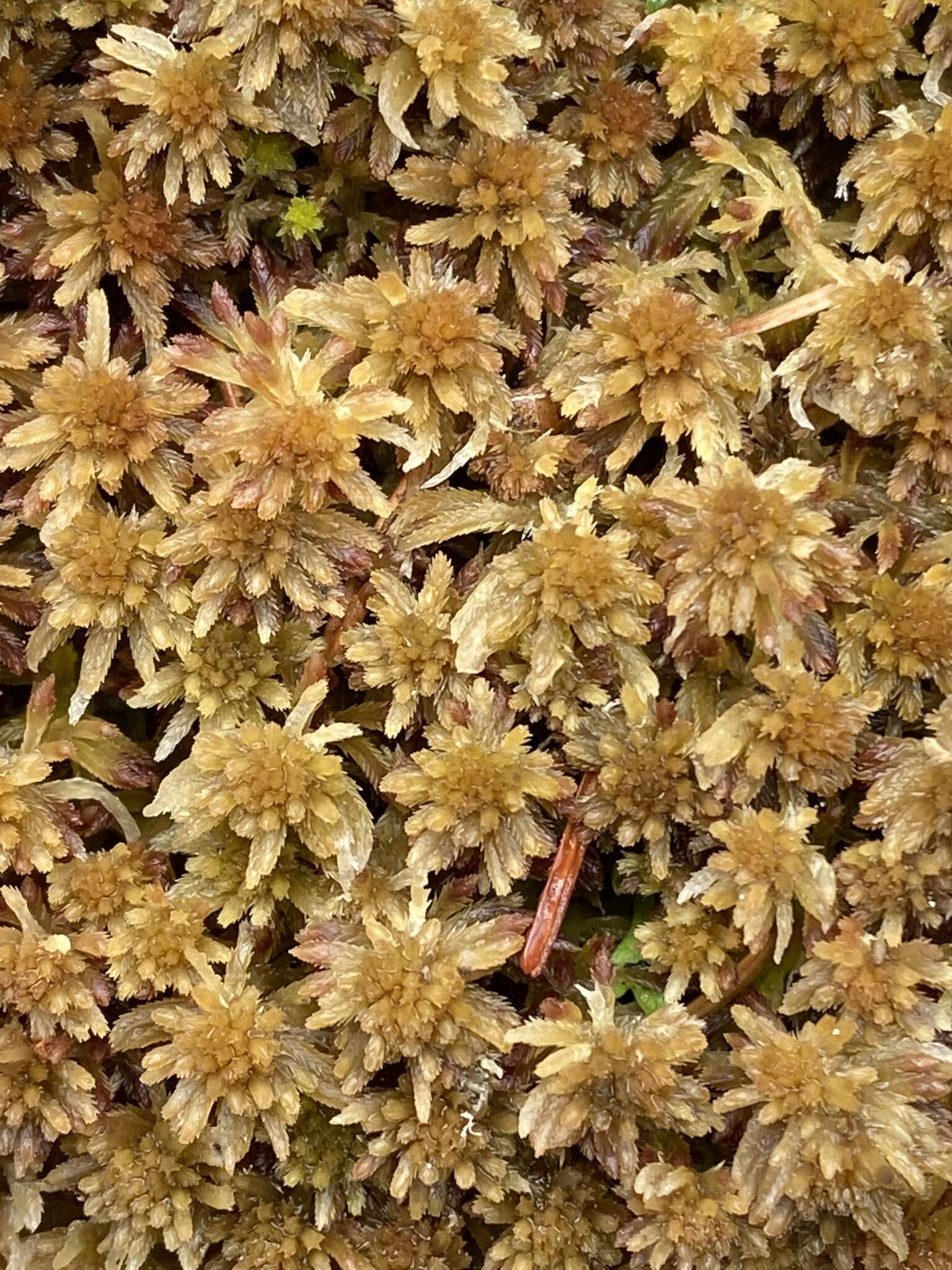 Imagem de Sphagnum quinquefarium Warnstorf 1886