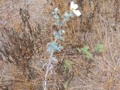 Image of bluestem pricklypoppy