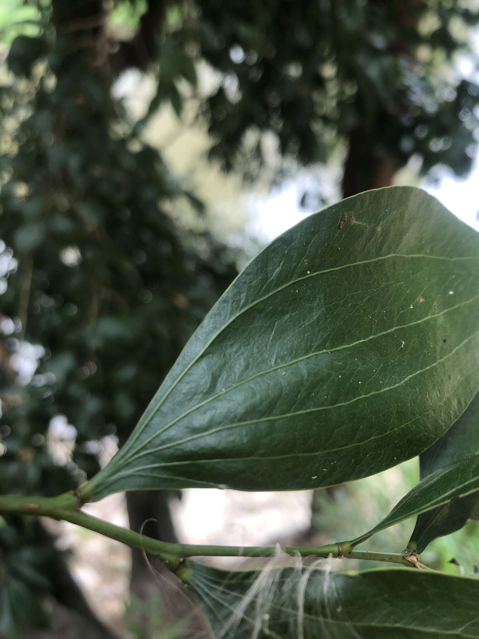 Image of Acacia bakeri Maiden