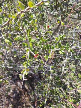 Image of Castela peninsularis Rose