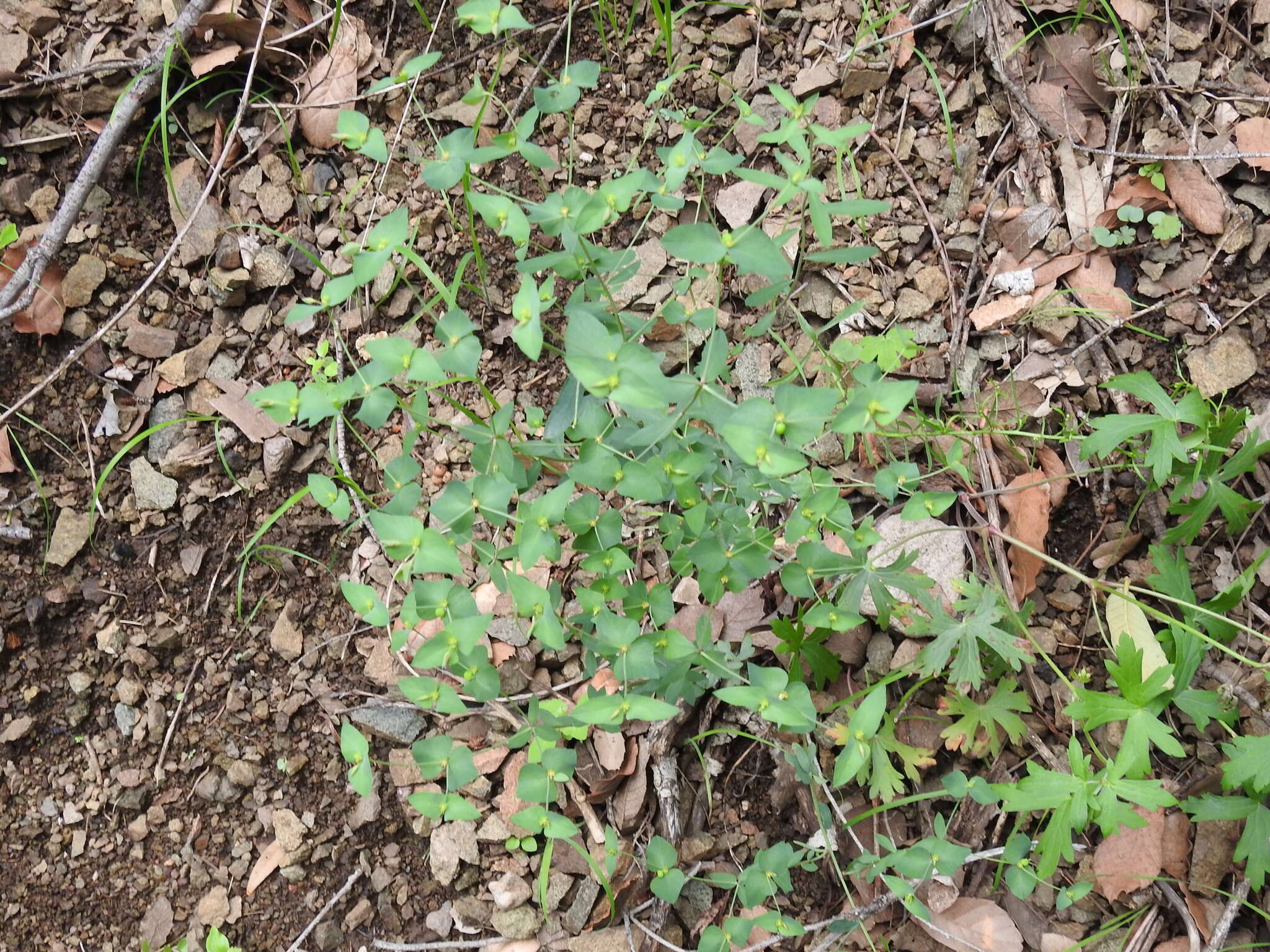 Image de Euphorbia brachycera Engelm.