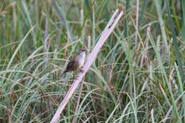 Image of African Bush-Warbler