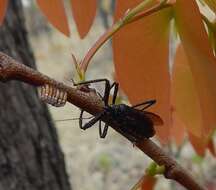 Plancia ëd Rhynocoris albopunctatus (Stål 1855)