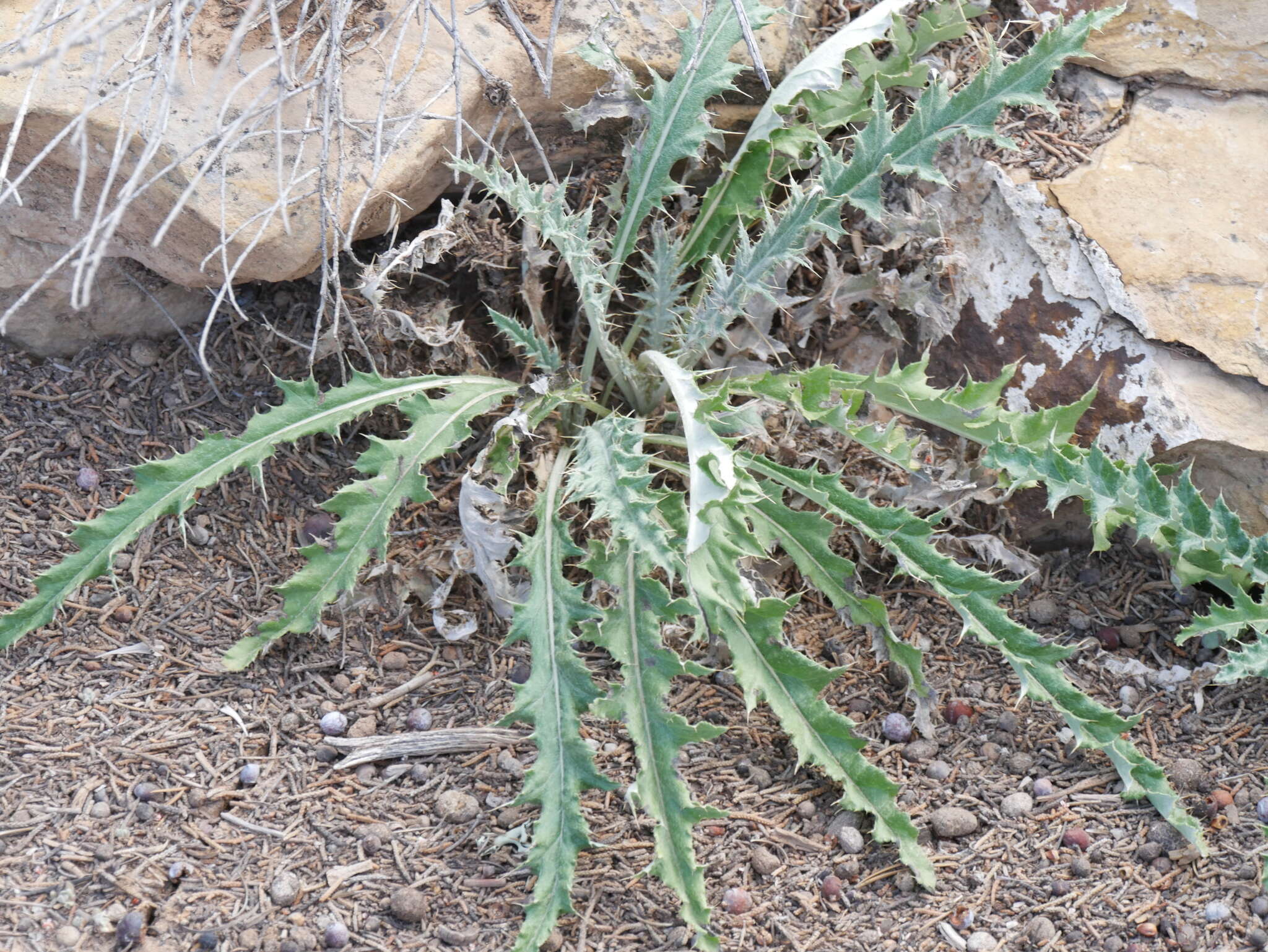 صورة Cirsium tracyi (Rydb.) Petr.