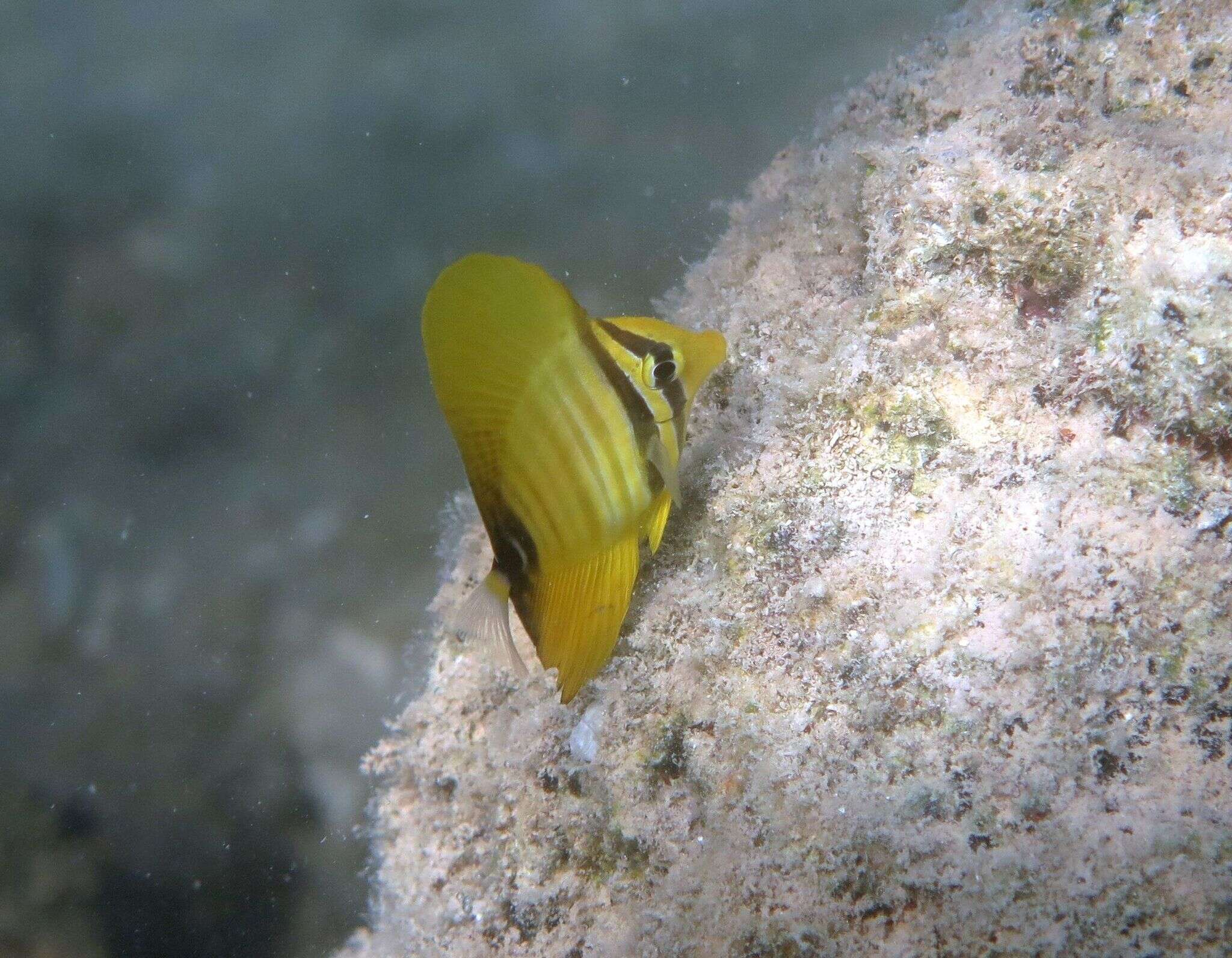 Image of Desjardin's Sailfin Tang