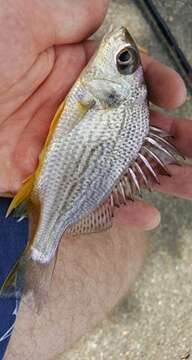 Image of Javelinfish