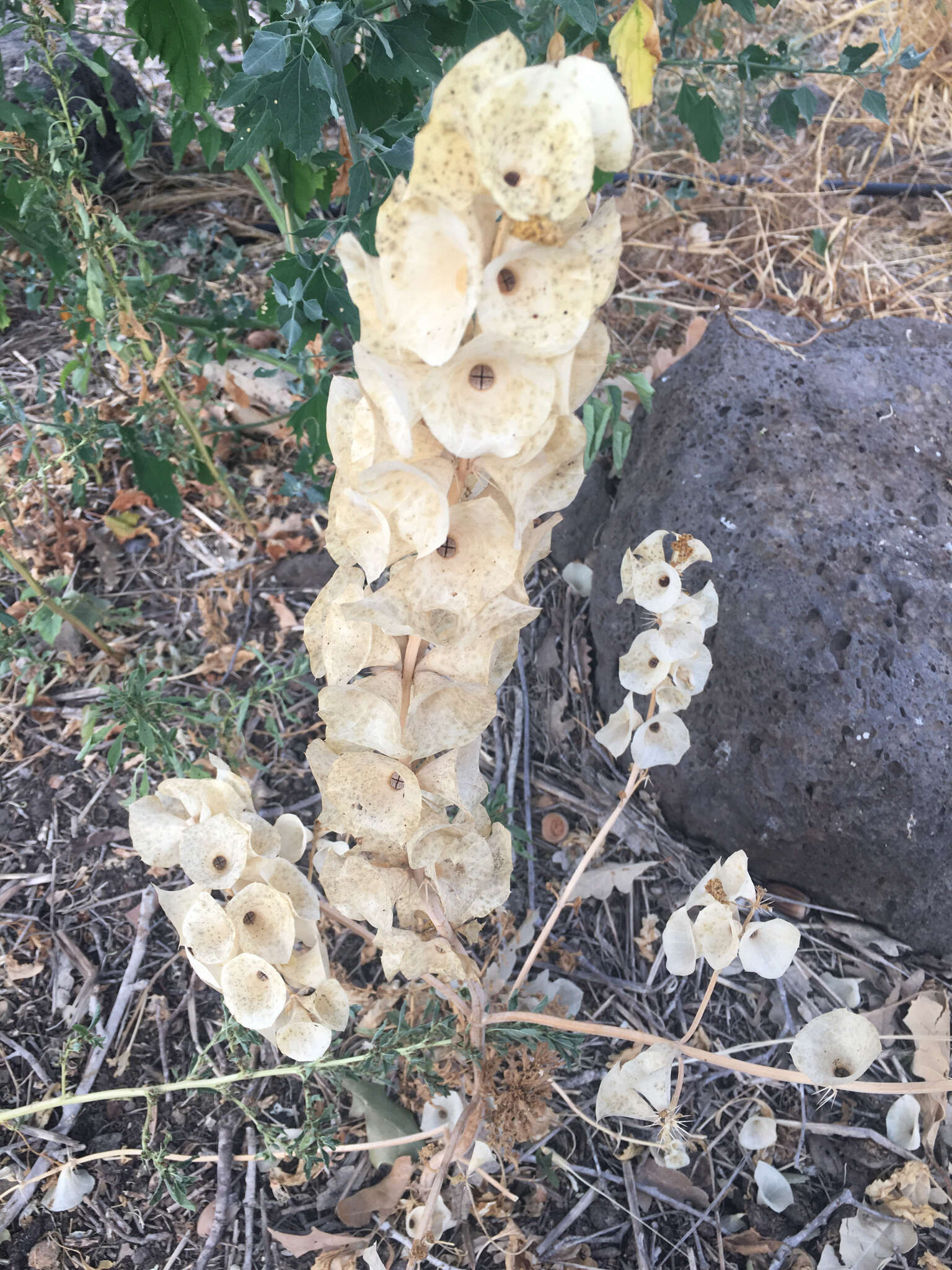 Image of moluccella