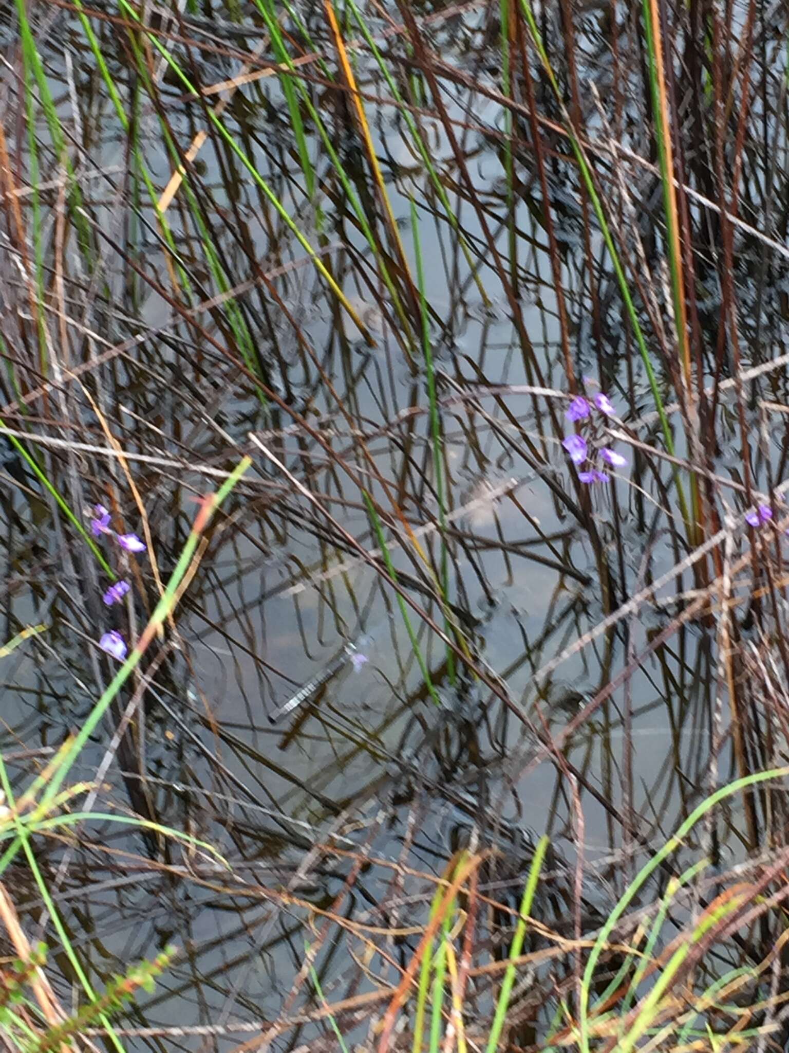 Image of Utricularia biloba R. Br.