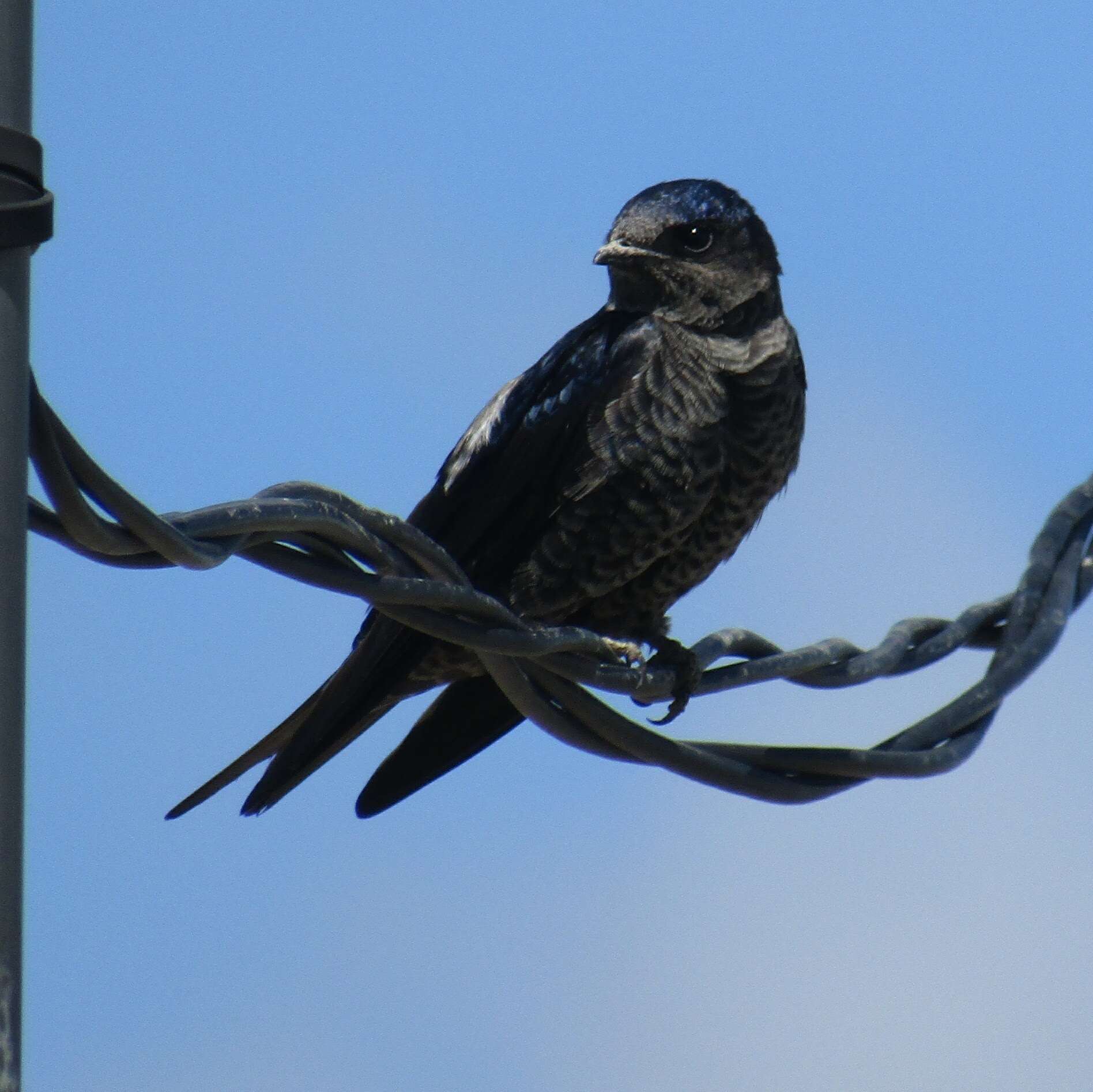 Image of Southern Martin