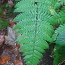 Image of Dryopteris remota (Döll) Druce