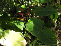 Image of Heliconia tortuosa Griggs