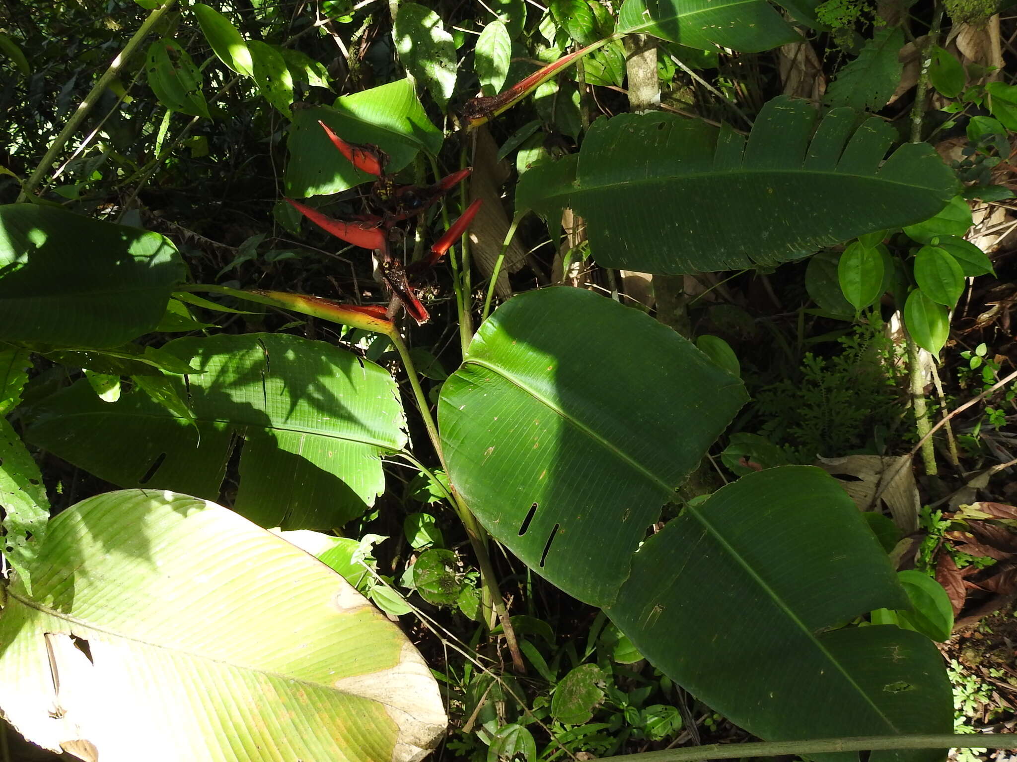 Image of Heliconia tortuosa Griggs