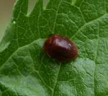 Image of Stenotarsus blatchleyi Walton 1928