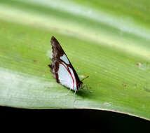 Image of Pyrrhogyra neaerea Linnaeus 1758