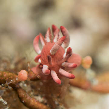 Image of Okenia nakamotoensis (Hamatani 2001)