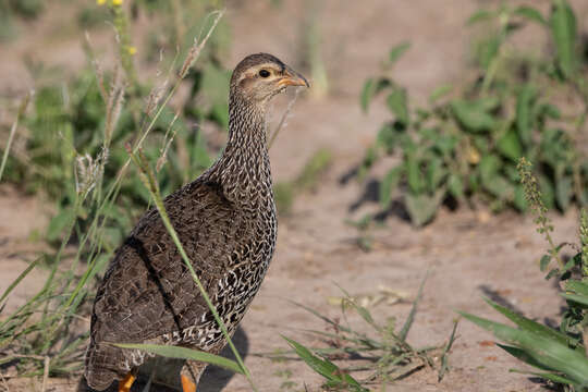 Image of Heuglin's Spurfowl